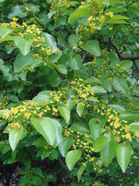 Paliurus spina-christi fleur
